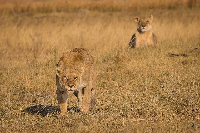 018 Botswana, Okavango Delta.jpg